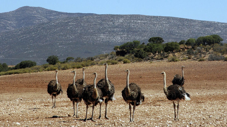 Wildlife in South Africa’s Karoo Basin. A major study is under way to assess the impact of fracking. (Dominic Morel)